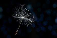 Pusteblume