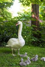 Familie